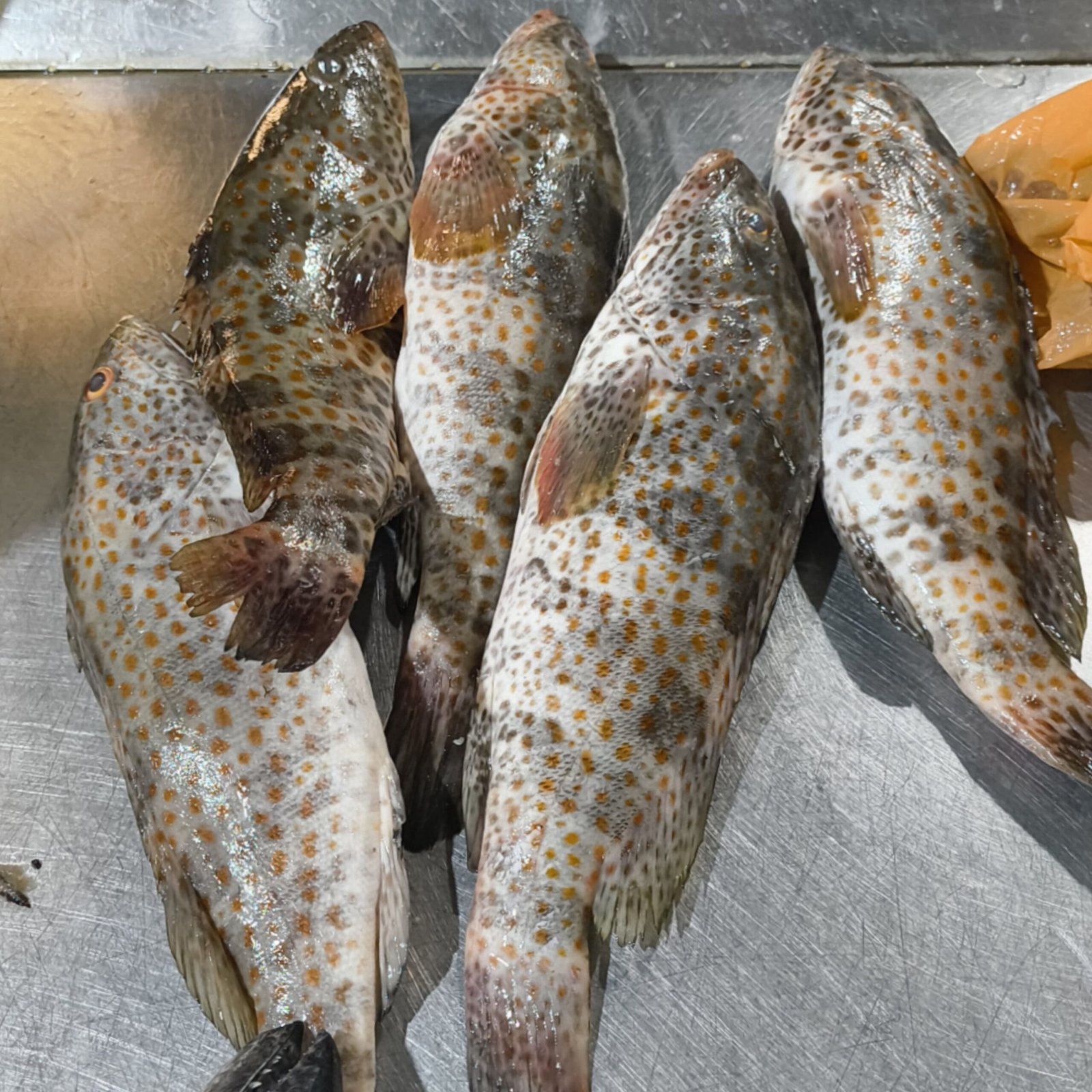 2025/11/1000293809-scaled.jpg Fresh Hamuor BH - Image 1