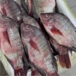 Fresh Tilapia Fish