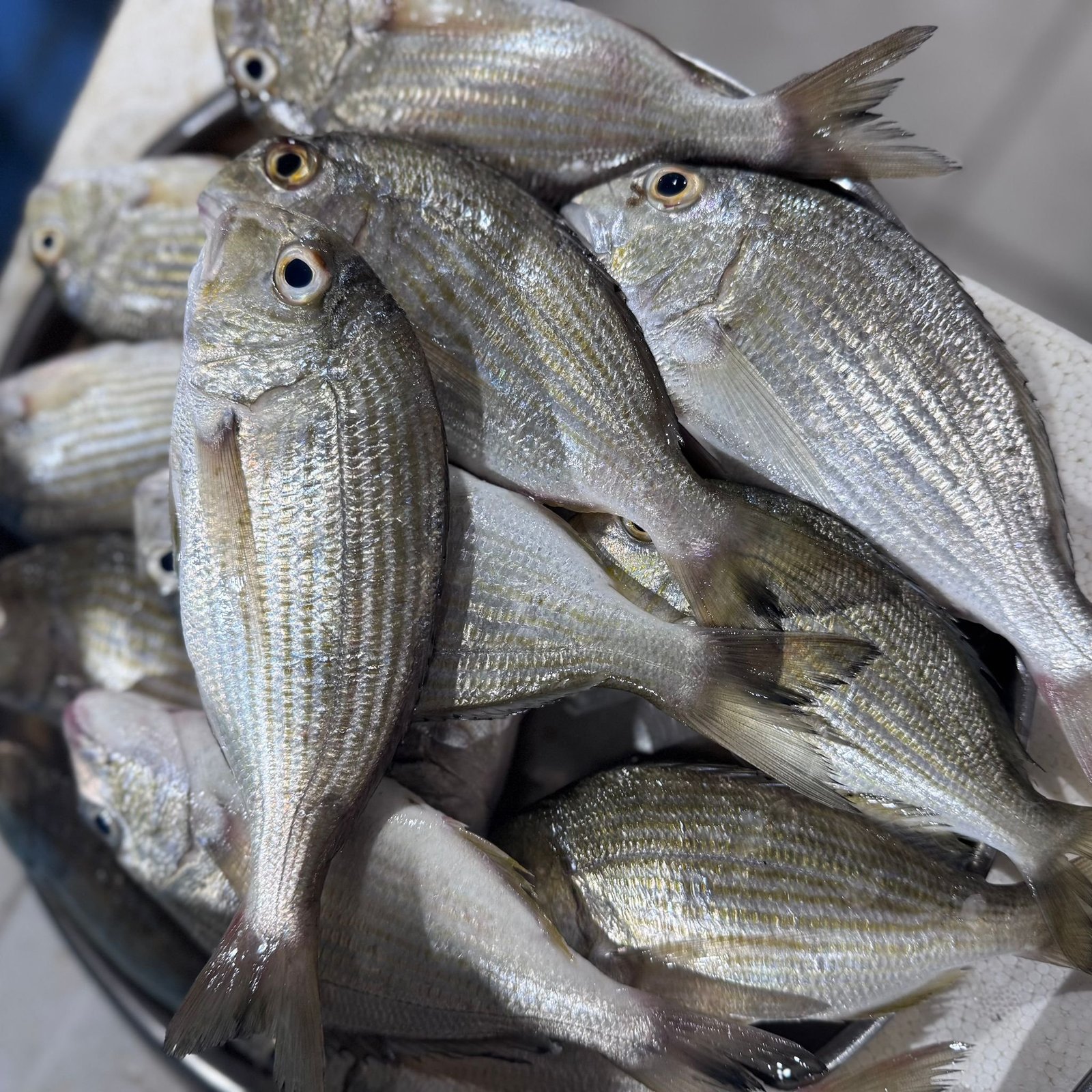 2025/11/1000294846.jpg Fresh Silverfish - Image 1