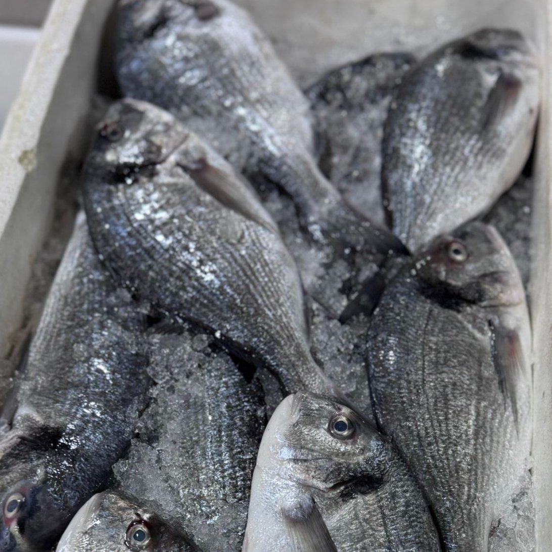 2025/11/1000295024.jpg Fresh Seabrem fish - Image 1