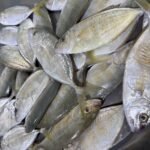 Fresh Jest Trevally Small