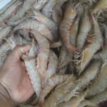 fresh Shrimp 20/30 Saiz
