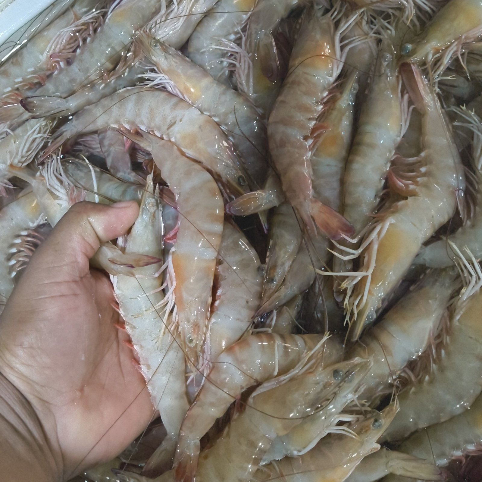 2025/11/1000306272.jpg fresh Shrimp 20/30 Saiz - Image 1