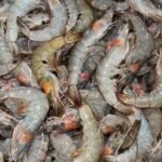 Shrimp  Fresh