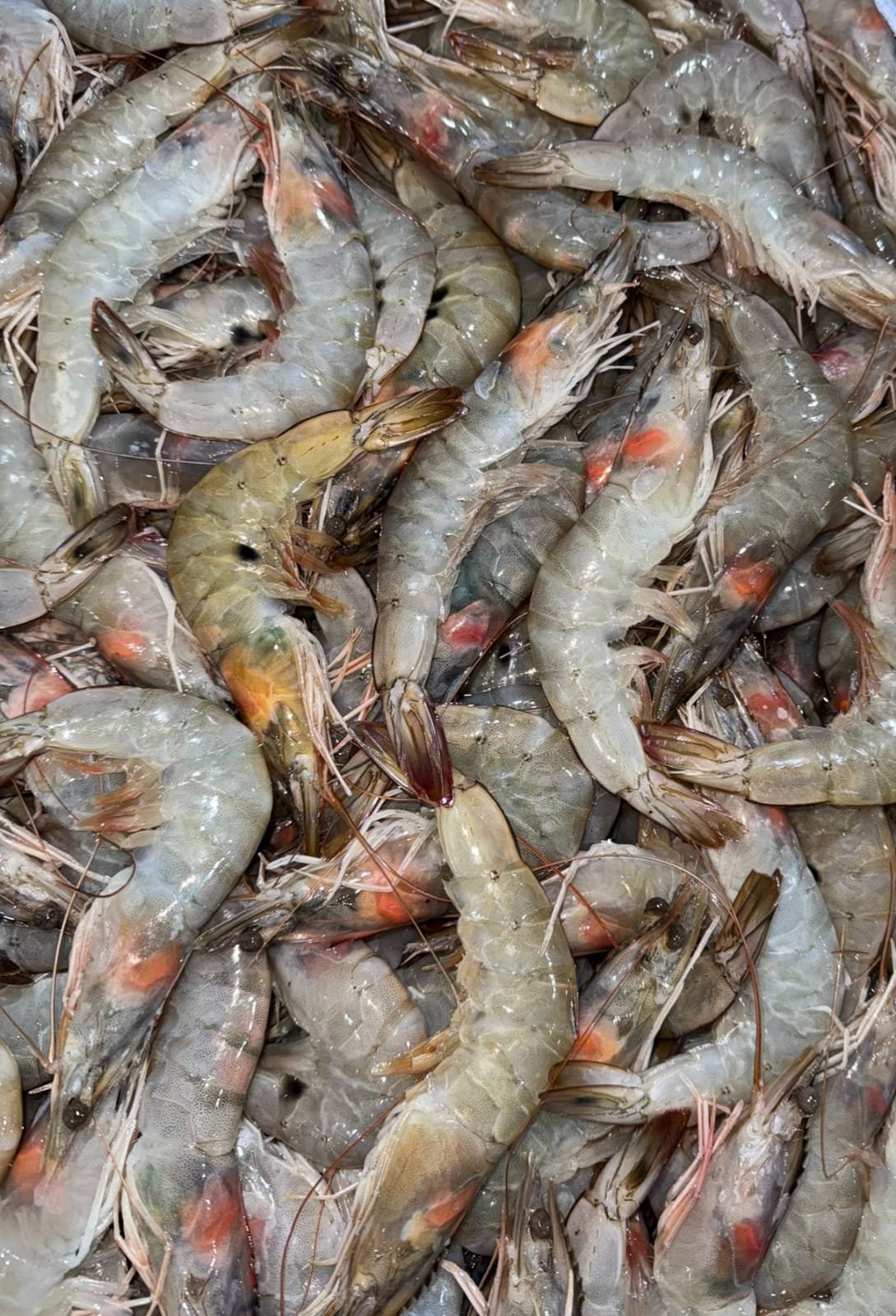 WhatsApp Image 2025-11-05 at 11.33.03 Shrimp Fresh - Image 1
