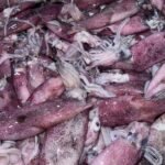 Squid Seafood fresh