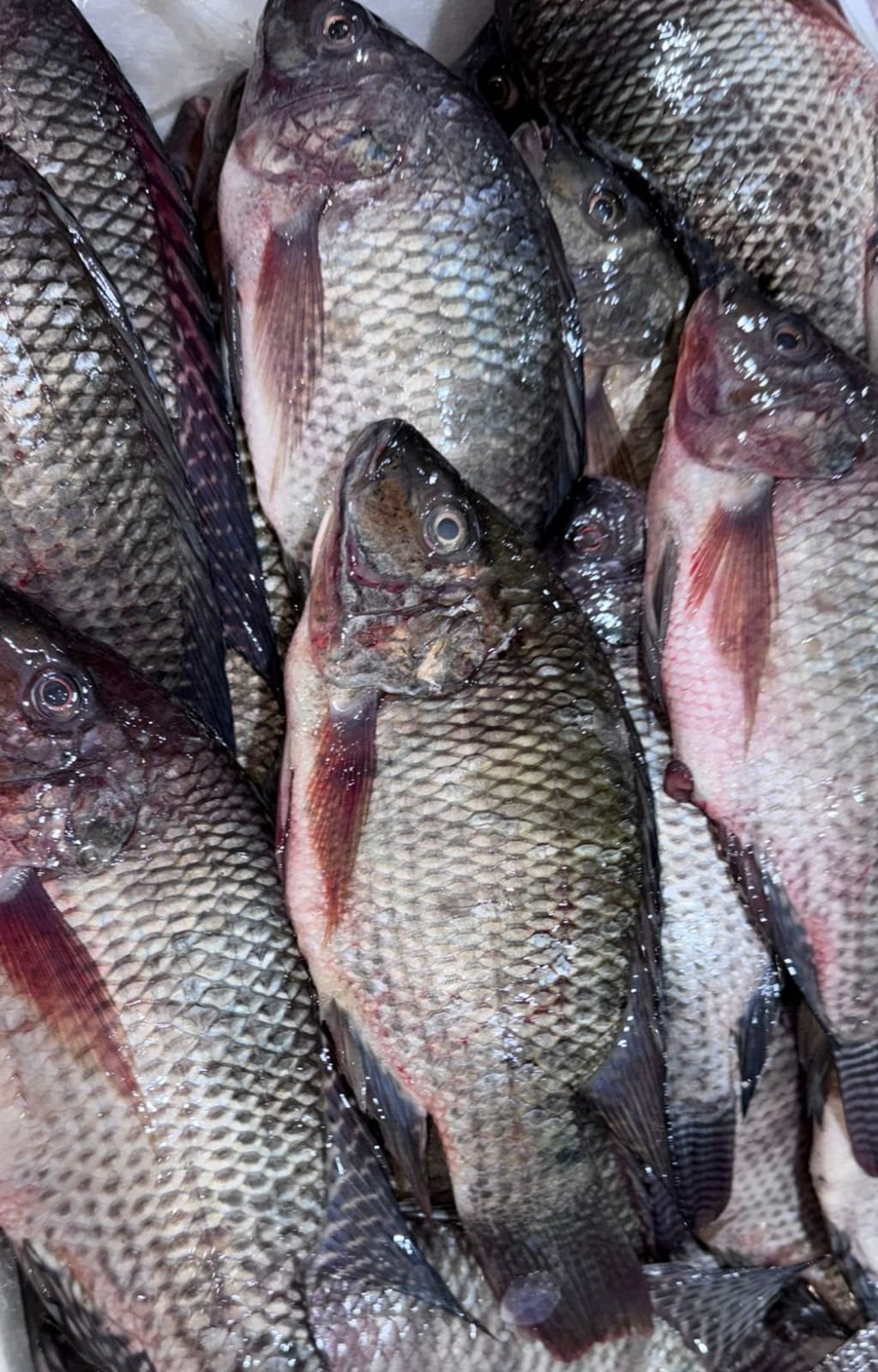 WhatsApp Image 2025-11-05 at 11.33.26 tilapia fresh - Image 1