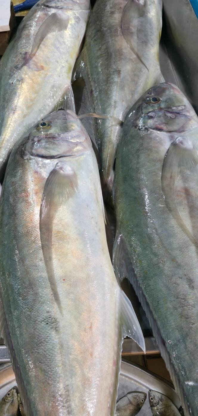 WhatsApp Image 2025-11-05 at 22.42.04 Jash Fresh - Image 1