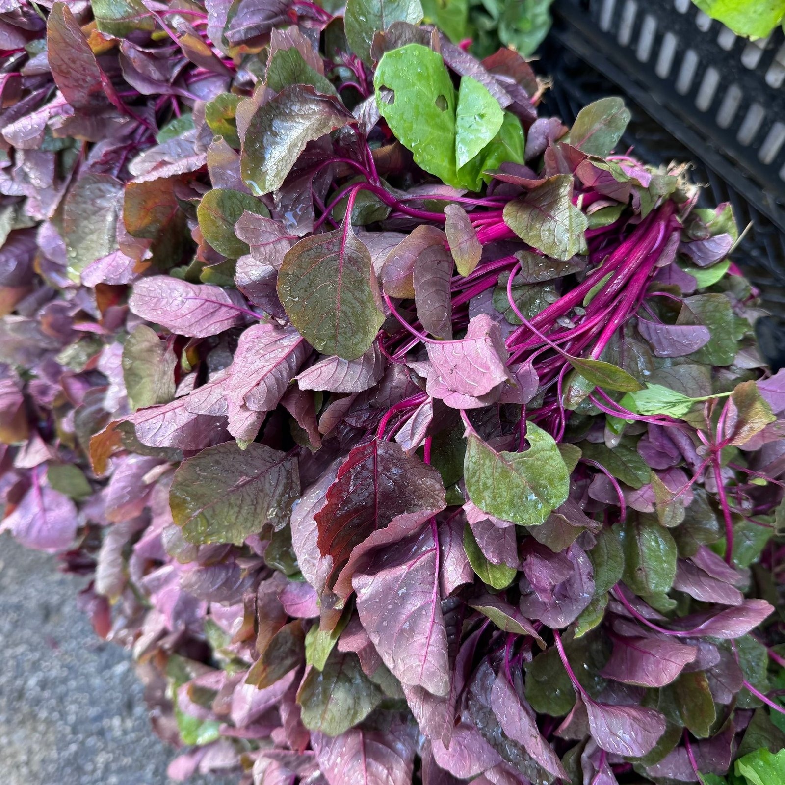 c6254cb8-8dbe-40ce-810d-3152ae56132e Product - Image 1