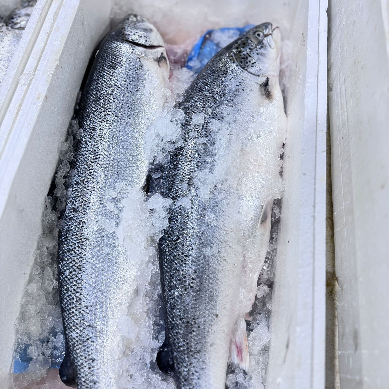 2025/12/1000330539.jpg Fresh Salmon Fish - Image 1