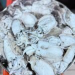 fresh Cuttlefish