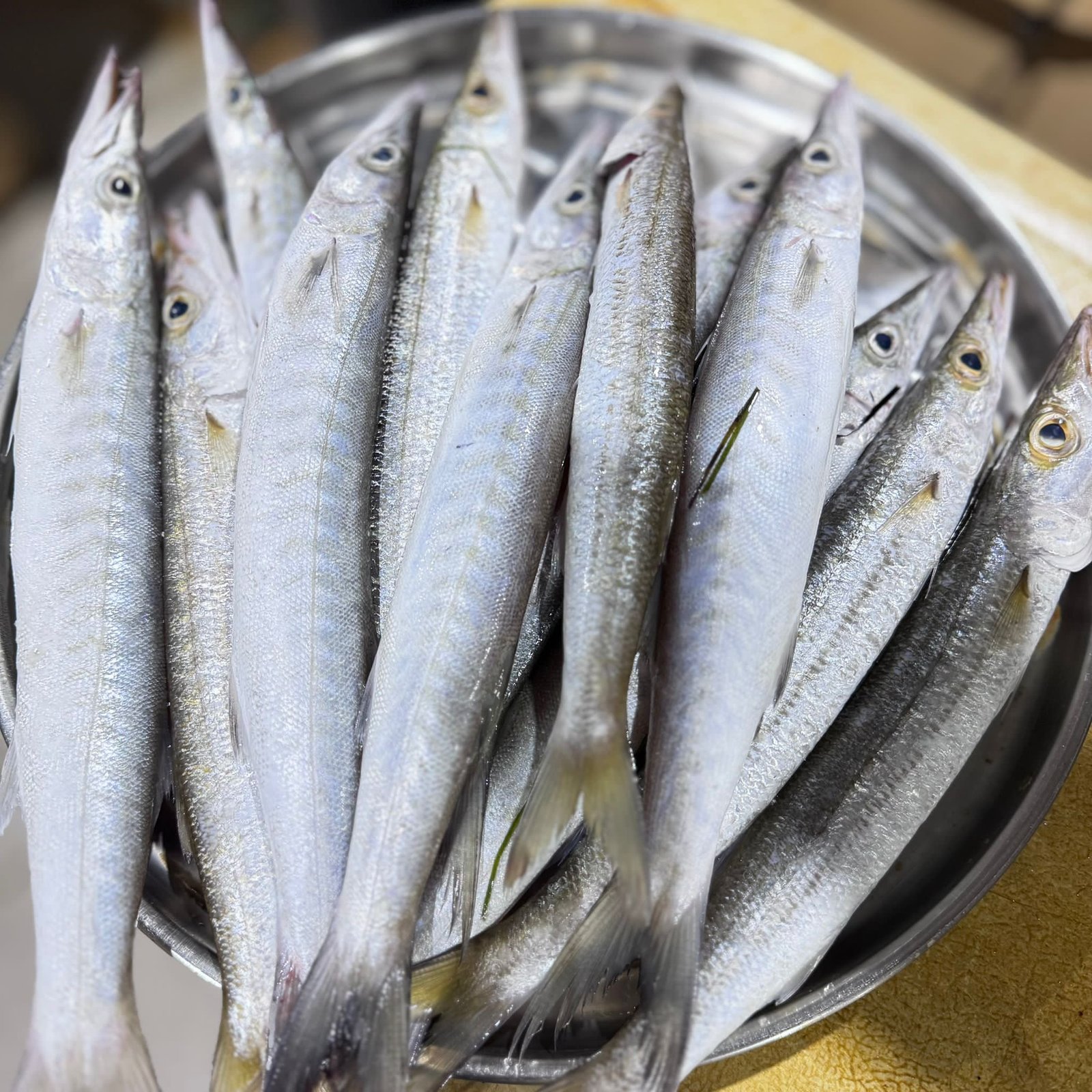 2025/12/1000330562.jpg Fresh Barracuda Fish - Image 1