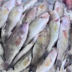 fresh Surman fish