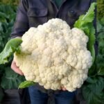 Fresh Cauliflower