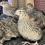 Quail Birds 3 pc